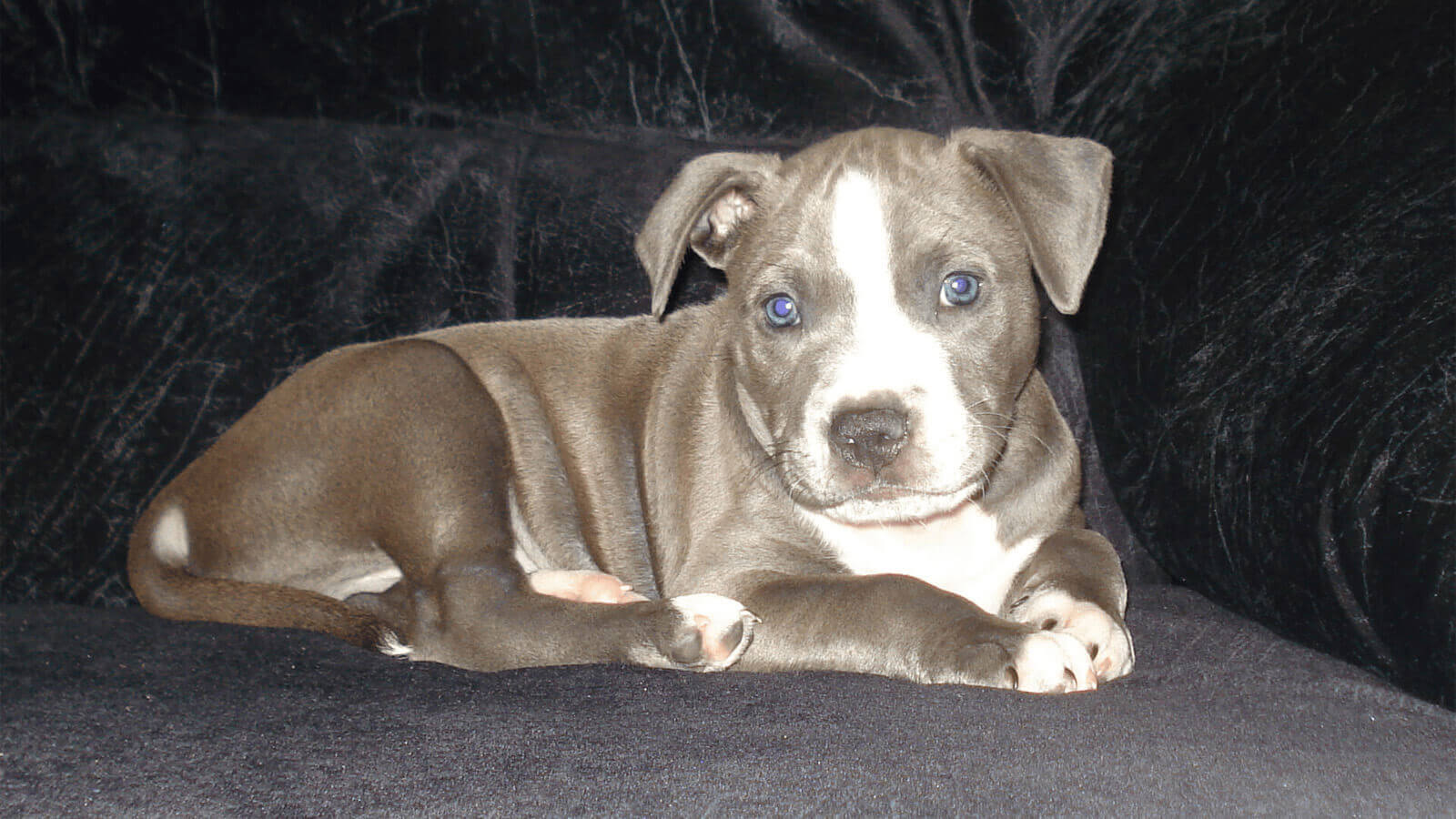 A perfect pitbull puppy with baby blue eyes, a black nose, a white horn-shaped marking on his face, and a very curious ear, laying on a black couch with his front paws crossed.
