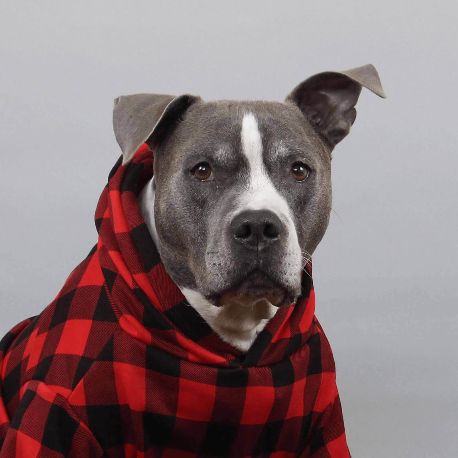 A very cute grey pitbull with brown eyes, a black nose, a white horn-shaped marking on his face, and a very curious ear, wearing his buffalo plaid hoodie.