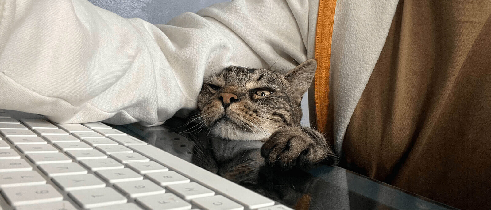 A mackerel tabby cat with yellow eyes and a red-tile nose eagerly trying to use a computer keyboard from underneath his owner's arm.