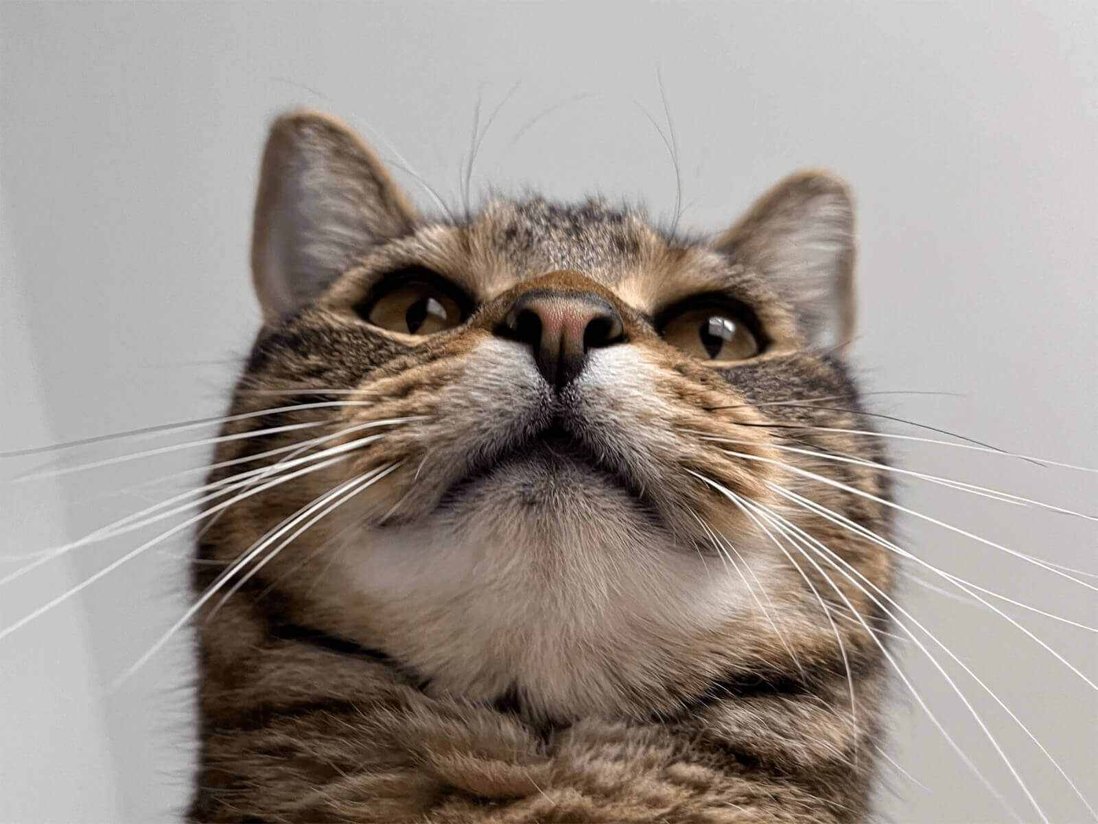 A brown tabby cat with yellow eyes and majestic whiskers looming over his abode with a sense of superiority.
